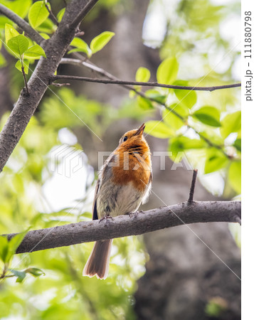 European Robin, Erithacus rubecula, song bird sits on tree in the spring forest or park European Robin, Erithacus rubecula, song bird sits on tree in the spring forest or park 111880798
