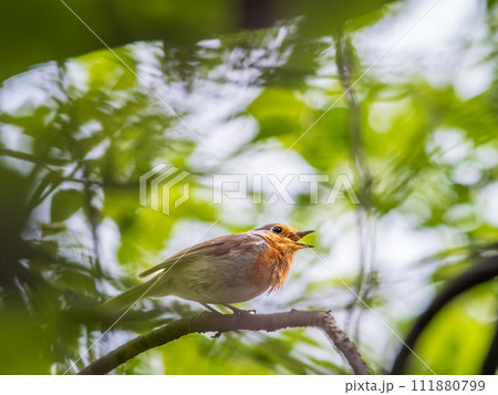 European Robin, Erithacus rubecula, song bird sits on tree in the spring forest or park European Robin, Erithacus rubecula, song bird sits on tree in the spring forest or park 111880799