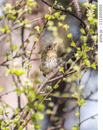 A fieldfare chick, Turdus pilaris, has left the nest and is sitting on a branch. A chick of fieldfare sitting and waiting for a parent on a branch. A fieldfare chick, Turdus pilaris, has left the nest and is sitting on a branch. A chick of fieldfare sitting and waiting for a parent on a branch. 111880800