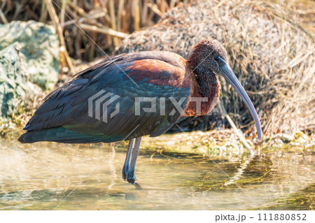 The glossy ibis, latin name Plegadis falcinellus, searching for food in the shallow lagoon. 111880852
