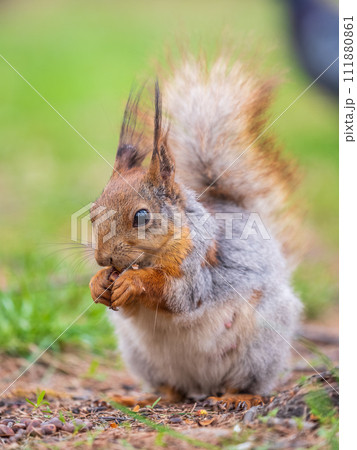 Squirrel eats a nut while sitting in green grass. Eurasian red squirrel, Sciurus vulgaris 111880861