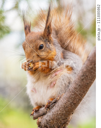 The squirrel with nut sits on a branches in the spring or summer. The squirrel with nut sits on a branches in the spring or summer. 111880862