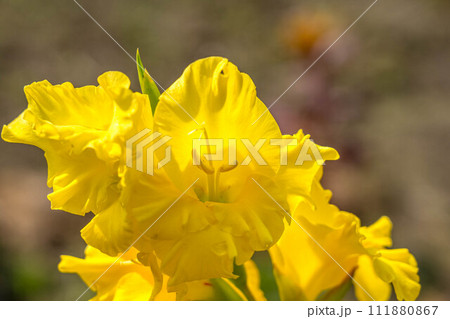 朝の日差しとグラジオラスの黄色い花~夏の彩り~ 朝の日差しとグラジオラスの黄色い花~夏の彩り~ 111880867