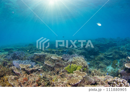 早朝の美しい珊瑚礁に太陽光が降り注ぐ美しい水中写真（コピースペース有り） 111880905