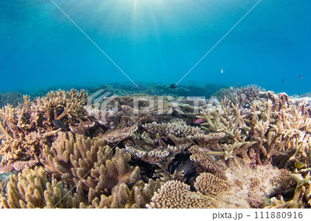 早朝の美しい珊瑚礁に太陽光が降り注ぐ美しい水中写真（コピースペース有り） 111880916