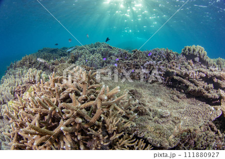 早朝の美しい珊瑚礁に太陽光が降り注ぐ美しい水中写真（コピースペース有り） 111880927