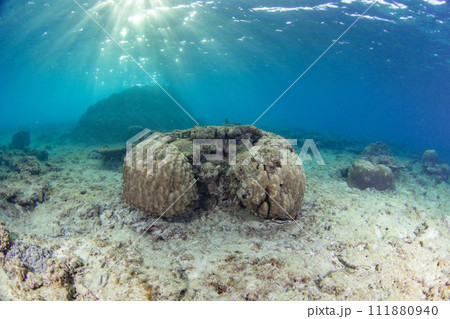 早朝の美しい珊瑚礁に太陽光が降り注ぐ美しい水中写真（コピースペース有り） 111880940