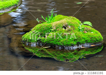 水面に反射した苔むした石 111881191