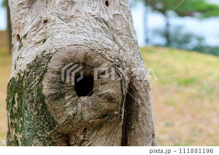 樹洞 111881196