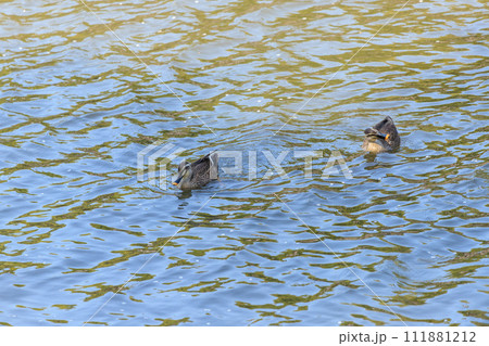 池を泳ぐ二匹のカルガモ 111881212