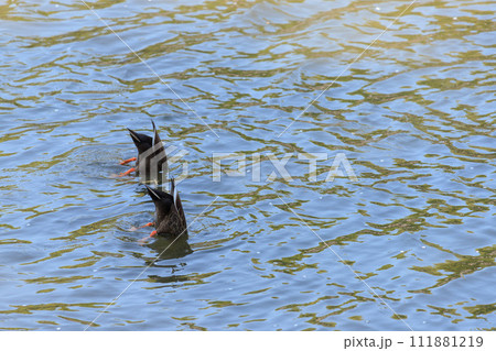 水中に顔を突っ込むカルガモ 水中に顔を突っ込むカルガモ 111881219
