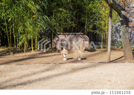 庭に飾られた正月飾りの藁ぼっち 縁起物 庭に飾られた正月飾りの藁ぼっち 縁起物 111881258