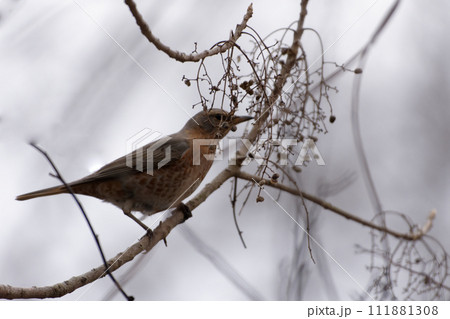 ヒタキ科ツグミ属の亜種ハチジョウツグミ ヒタキ科ツグミ属の亜種ハチジョウツグミ 111881308