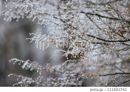 雨氷_1 111881742