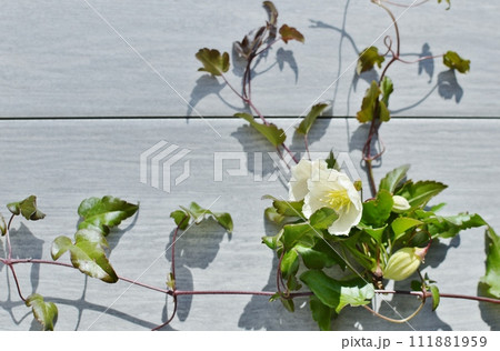 乳白色の冬咲きクレマチスの花　  　 111881959