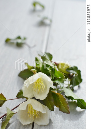 乳白色の冬咲きクレマチスの花　　　 　 111881978