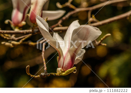 beautiful magnolia flowers with water droplets beautiful magnolia flowers with water droplets 111882222