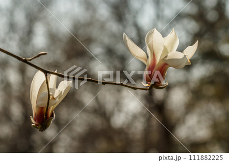 beautiful magnolia flowers with water droplets beautiful magnolia flowers with water droplets 111882225