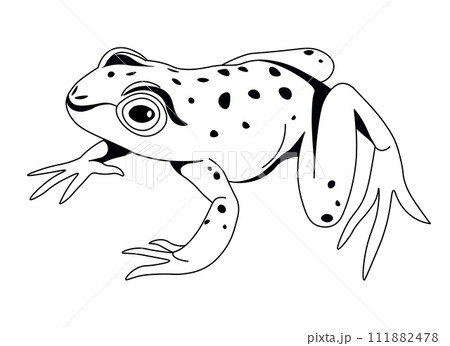 Spotted Frog in Natural Sitting Pose Spotted Frog in Natural Sitting Pose 111882478