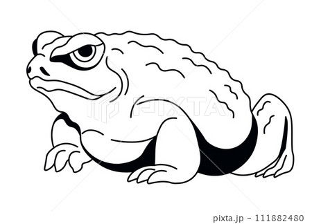 Stoic Frog Vector Design Stoic Frog Vector Design 111882480