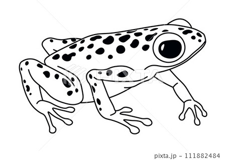 Alert Spotted Frog Looking Forward Alert Spotted Frog Looking Forward 111882484