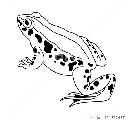 Spotted Frog Side View Perched Spotted Frog Side View Perched 111882487