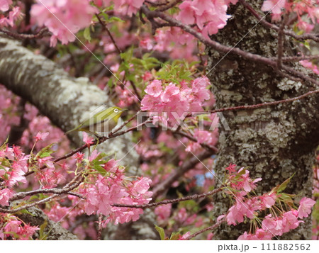 河津桜を見つめるメジロ 河津桜を見つめるメジロ 111882562