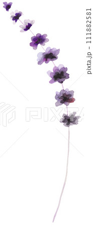 Watercolor purple wildflowers isolated illustration, floral wedding and greeting element Watercolor purple wildflowers isolated illustration, floral wedding and greeting element 111882581