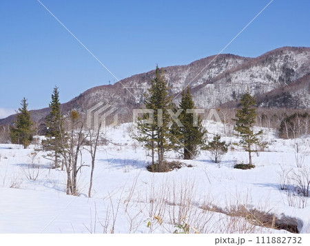 早春の日差しに包まれた、雪解け間近の雪原と常緑針葉樹の疎林 早春の日差しに包まれた、雪解け間近の雪原と常緑針葉樹の疎林 111882732