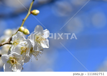 白い梅の花 111882751