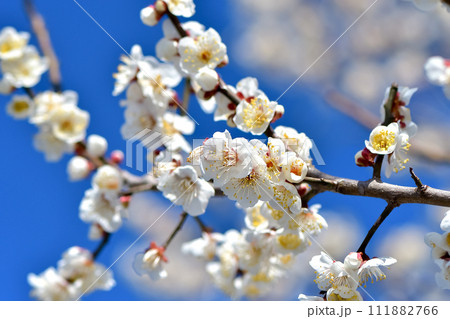 白い梅の花 111882766
