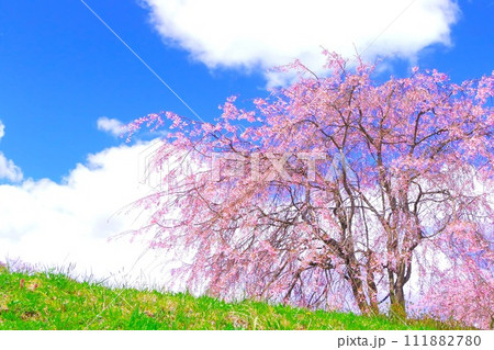 爽やかな青空と満開の枝垂桜 爽やかな青空と満開の枝垂桜 111882780