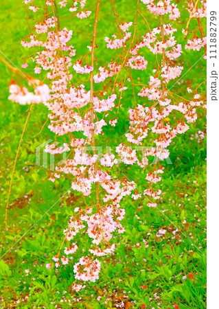美しいピンクの枝垂桜 美しいピンクの枝垂桜 111882799