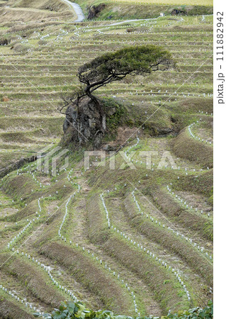 輪島千枚田の棚田 111882942