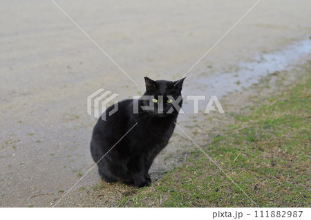 広場で遊ぶ黒猫 111882987