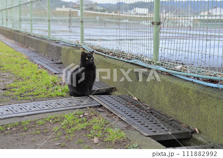 広場で遊ぶ黒猫 111882992