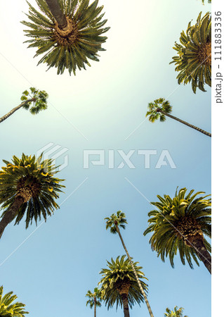 A perfect summer day and tall palms 111883336