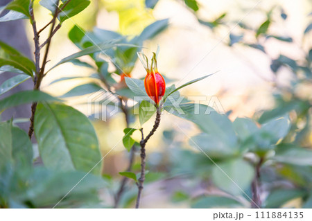 木に結実したくちなしの実 木に結実したくちなしの実 111884135