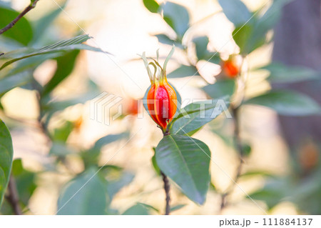 木に結実したくちなしの実 木に結実したくちなしの実 111884137