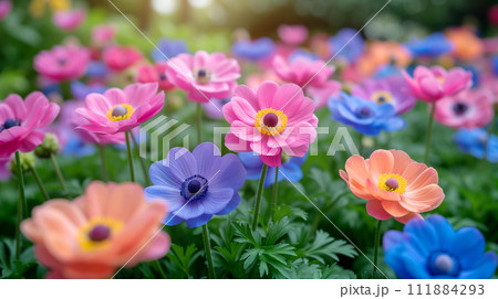 アネモネの咲く庭 AI生成画像 アネモネの咲く庭 AI生成画像 111884293