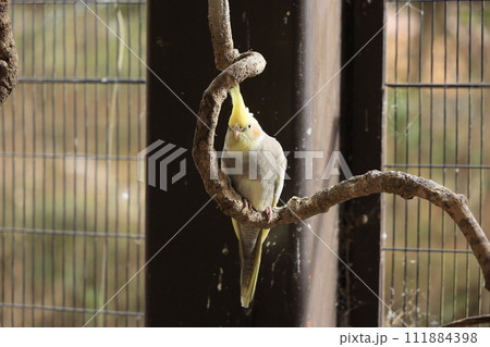 伊豆アニマルキングダムのインコ 伊豆アニマルキングダムのインコ 111884398