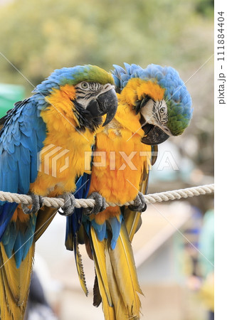 伊豆アニマルキングダムのインコ 伊豆アニマルキングダムのインコ 111884404