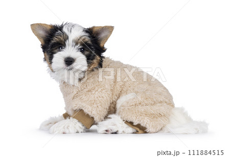 Biewer terrier pup on white background Biewer terrier pup on white background 111884515
