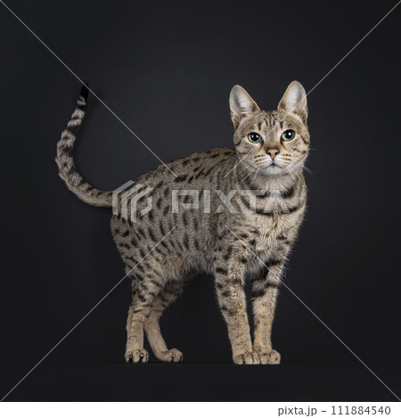 Savannah cat on black background Savannah cat on black background 111884540