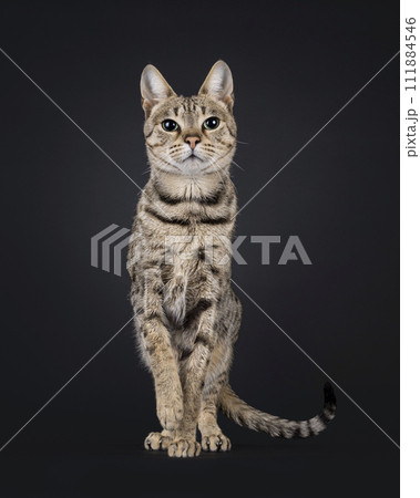 Savannah cat on black background Savannah cat on black background 111884546