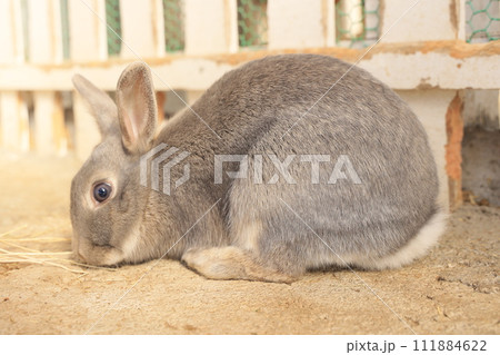 ウサギのアップ写真 111884622