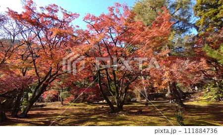 京都嵐山宝厳院庭園モミジの彩り 111884736