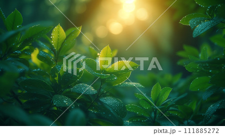 雨に濡れた森の草木と木漏れ日　AI生成画像 111885272