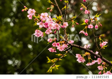 小雨に濡れる咲き始めた河津桜 111885585