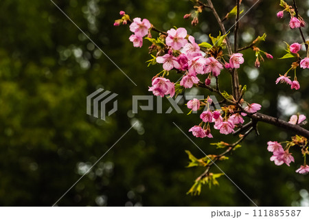 小雨に濡れる咲き始めた河津桜 111885587